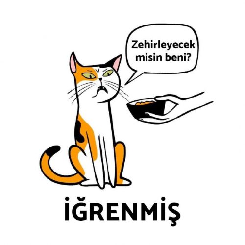 Kedilerin beden dili ne diyor? • kedimag