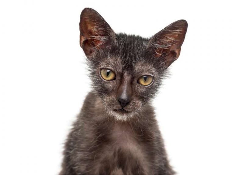 British Shorthair kedilere dair her şey! • kedimag