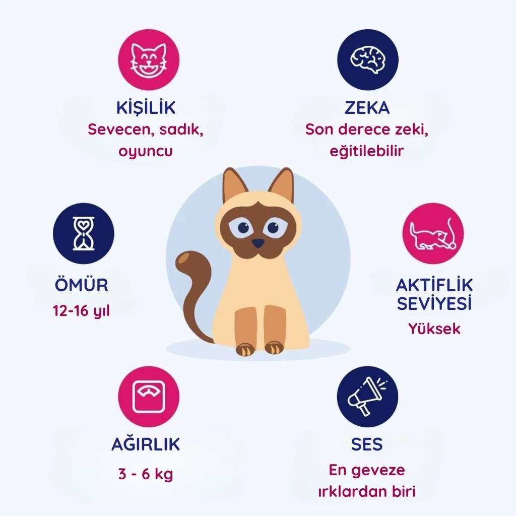 Siyam kedisinin temel özellikleri