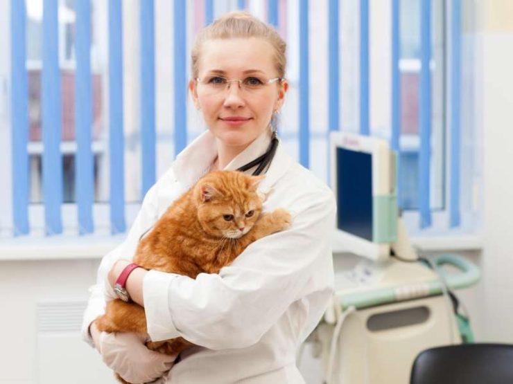 Kedilerde İdrar Kristalleri ve Mesane Taşları: Belirtiler, Nedenler ve Tedavi Yöntemleri